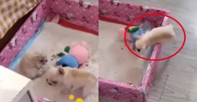 Video: Cún anh tha gấu bông vượt rào đến tặng cún em