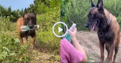 Video: Chú chó chạy về nhà lấy nước mang lên rẫy cho cô chủ uống