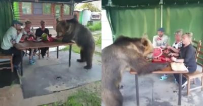 Video: Chú gấu nhiệt tình ăn dưa hấu cùng con người trên bàn ăn