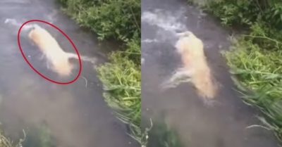 Video: Chú chó trổ tài lặn ngụp bên dòng nước xiết