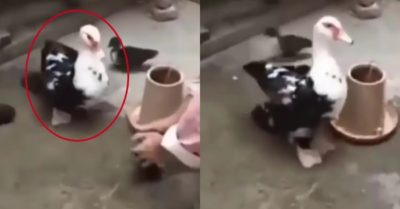 Video: Ngan mẹ giậm chân đòi trả lại con khi con bị bắt đi