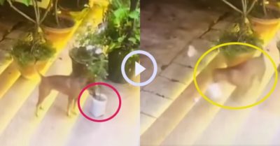 Video: Chó cưng bất ngờ ngoạm chậu hoa bỏ chạy khiến gia chủ phải “tất tả” đuổi theo