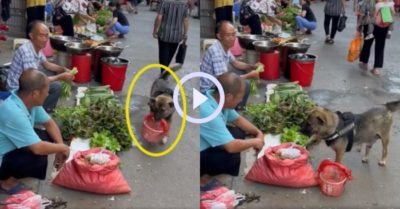 Video: Chú chó xách giỏ đi chợ còn biết trả giá khi mua đồ
