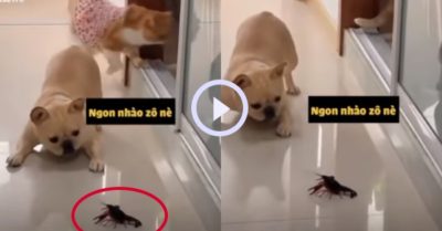 Video: Chú cún ra mặt “chiến đấu” với tôm để bảo vệ mèo