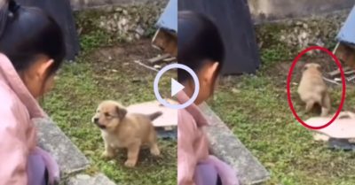 Video: Chú cún con lon ton bỏ chạy khi tưởng bị cô gái dọa cắn
