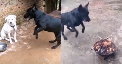 Video: Chú chó sủa mọi lúc mọi nơi như một niềm đam mê