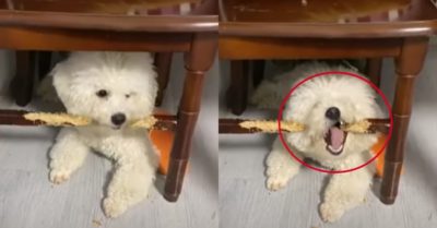 Video: Chú chó lông xù gặm gần hết ngạnh ghế