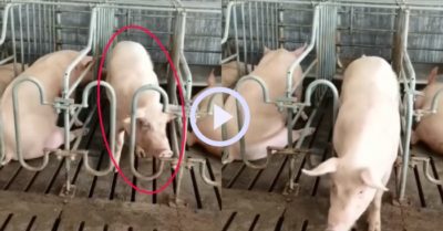 Video: Lợn mở chốt cửa chuồng ‘vượt ngục’ chuyên nghiệp