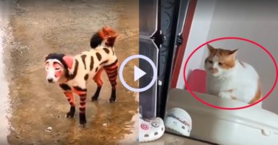 Video: Ngoại hình ‘thảm họa’ của những chú chó mèo cưng