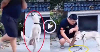 Video: Chó dữ bỗng ngoan ngoãn khi thấy ‘đã cẩu bổng’