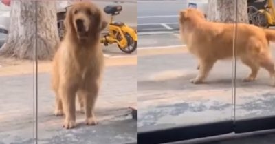 Video: Chú chó rủ cô gái đi chơi không được đành giận dỗi bỏ về