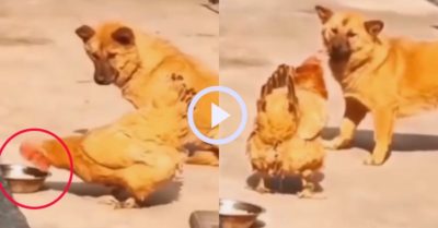 Video: Chú chó bất lực khi bị gà mái cướp mất tô cơm