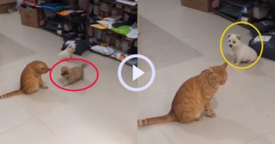 Video: Cún trắng hoang mang khi thấy cún vàng bị mèo bạt tai