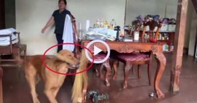 Video: Gâu đần khư khư gặm chổi quyết không cho chủ quét nhà