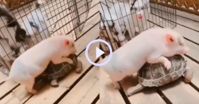 Video: Heo con nghịch ngợm cưỡi lên lưng rùa để đi
