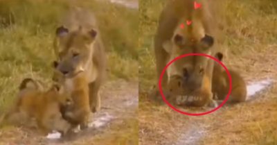 Video: Sư tử mẹ yêu thương con đồng đều khiến dân mạng thích thú