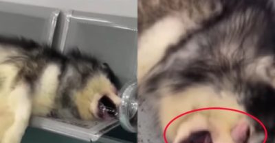 Video: Ngáo ngơ nằm khóc tu tu trên băng ghế bệnh viện