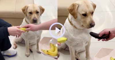 Video: Chú chó hờn dỗi tỏ thái độ ra mặt vì chủ chia chuối bất công