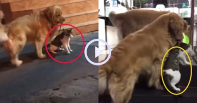 Video: Gâu đần lôi mèo về để không đi gây sự oánh nhau