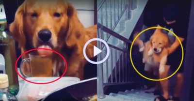 Video: Chú chó Gâu đần say xỉn vì lỡ nhậu quá đà
