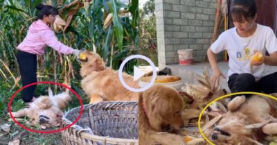 Video: Gâu đần ngủ bất chấp trong khi bạn mình siêng năng làm việc