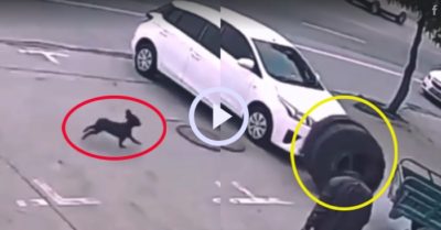 Video: Chú cún cong đuôi chạy thục mạng vì bị lốp xe truy đuổi