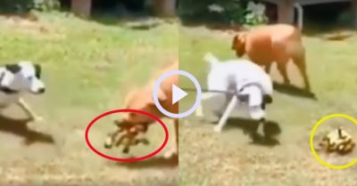 Video: Chú chó trắng nổi quạu khi bị chó vàng chơi khăm