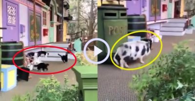 Video: Chim, lợn, chó, mèo teamwork tại hội chợ