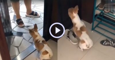 Video: Chú chó điên loạn cắn dép vì chủ nhân thất hứa