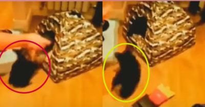 Video: Chủ nhà “tá hỏa” khi kiểm tra chiếc lều nhỏ của cún con