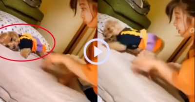 Video: Chú cún bắt chước cào và nằm lăn ra giường theo cô chủ