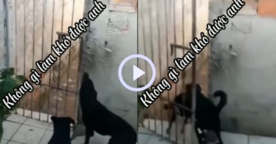 Video: Hai chú chó đen mở khóa cổng trốn chủ đi chơi