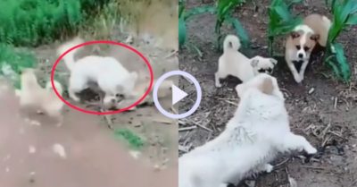 Video: Chú cún to con diễn sâu ‘vừa ăn cắp vừa la làng’