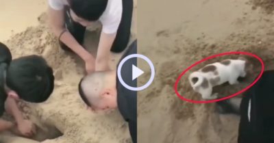 Video: Cún con nhiệt tình chơi đào hố cát cùng chủ nhân