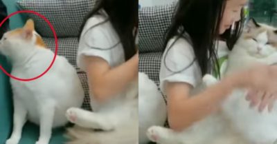 Video: Mèo cưng hờn dỗi khi thấy cô chủ cưng nựng con mèo khác