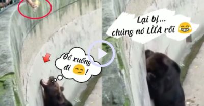 Video: Chú gấu tủi thân vì bị du khách trêu đùa