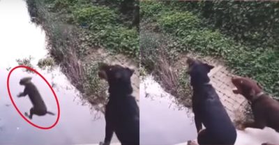 Video: Hai chú chó rủ nhau chơi trò nhảy cầu đầy phấn khích