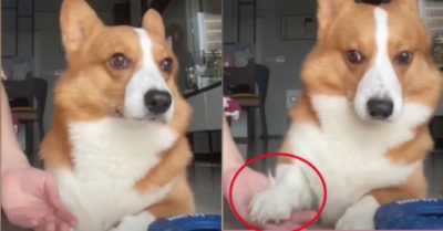 Video: Chú chó hờ hững khi chủ yêu cầu bắt tay làm hòa