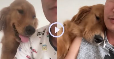 Video: Gâu đần làm nũng nịnh chủ khi bị chủ nhân giận dỗi
