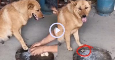 Video: Chú chó khôn lỏi dùng chân che miếng thịt, chờ sen ra chỗ khác liền lấy ăn