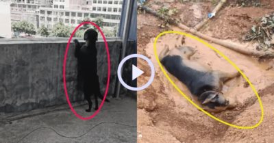 Video: Chú cún chạy nhảy đắm mình vào thiên nhiên