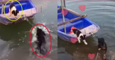 Video: Chú chó đen dũng cảm giải cứu cún con ở trên thuyền đưa vào bờ