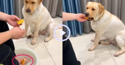 Video: Chú chó từ chối ăn miếng bánh bị rớt vào chậu nước ngâm chân