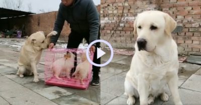 Video: Chú chó buồn bã khi sen bắt cún con mang đi bán