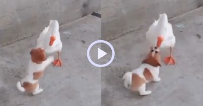 Video: Ngỗng chơi đùa thân thiện cùng cún con