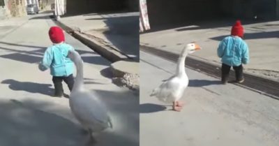 Video: Chú ngỗng làm vệ sĩ hộ tống cậu chủ đi chơi