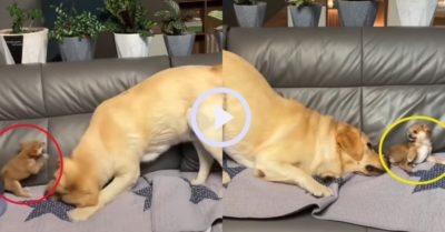Video: Chú chó to xác thích nhây đùa dai khiến cún con nổi quạu
