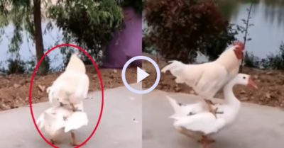 Video: Gà trống “đè đầu cưỡi cổ” ngỗng và phản ứng bất ngờ của con vật
