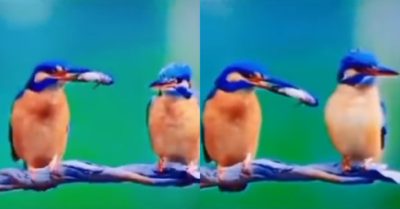 Video: Con chim giận dỗi ‘ngoảnh mặt làm ngơ’ trước miếng mồi ngon từ đồng loại