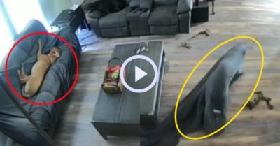 Video: Chú chó hoảng loạn vì đang ngủ lúc tỉnh dậy thì trời tối thui